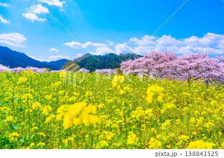 石舞台古墳の桜と菜の花 石舞台古墳の桜と菜の花 138841525