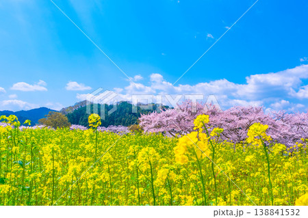 石舞台古墳の桜と菜の花 石舞台古墳の桜と菜の花 138841532