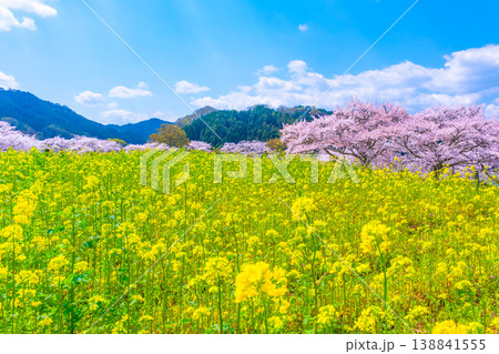 石舞台古墳の桜と菜の花 138841555