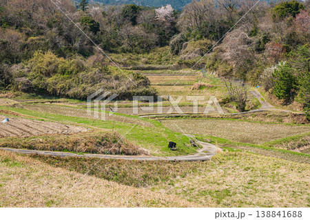 大津市仰木の棚田風景　滋賀県 138841688