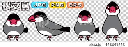 爪哇麻雀的向量插圖（側面視圖、正面視圖、睡眠狀態、警覺/感興趣狀態） 138841858