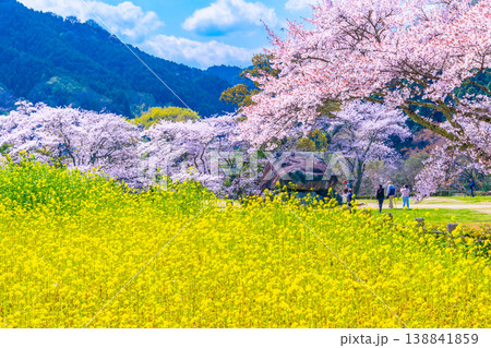 石舞台古墳の桜と菜の花 138841859