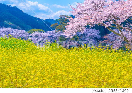 石舞台古墳の桜と菜の花 石舞台古墳の桜と菜の花 138841860
