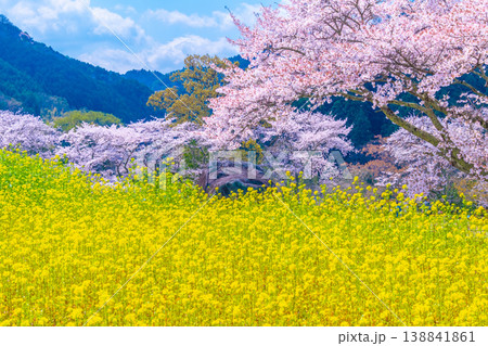 石舞台古墳の桜と菜の花 石舞台古墳の桜と菜の花 138841861