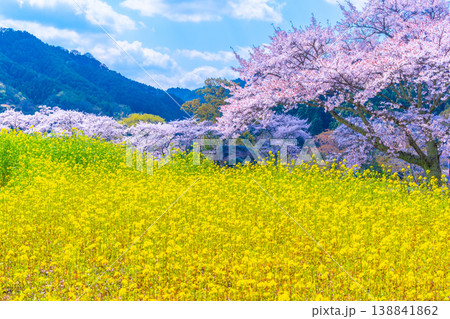 石舞台古墳の桜と菜の花 石舞台古墳の桜と菜の花 138841862