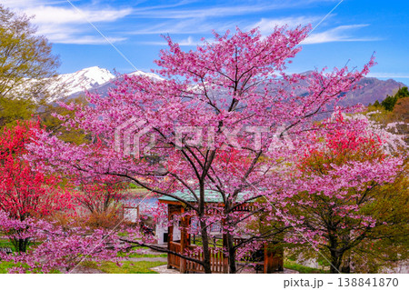 河津桜と残雪の谷川岳を望む 138841870