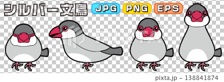 Vector illustrations of a silver finch (side view, front view, sleeping, alert/interested) Vector illustrations of a silver finch (side view, front view, sleeping, alert/interested) 138841874