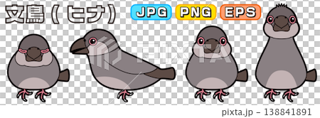 文鳥のヒナのベクターイラスト(横向き、正面、寝る、警戒・興味) 138841891
