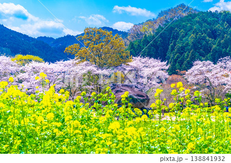 石舞台古墳の桜と菜の花 石舞台古墳の桜と菜の花 138841932