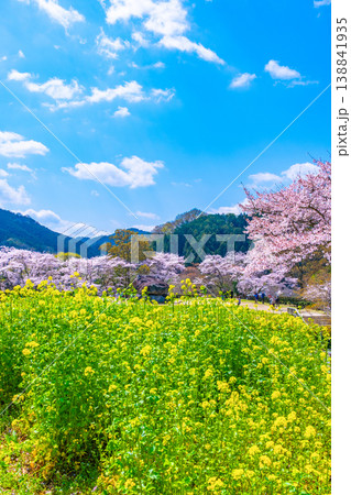 石舞台古墳の桜と菜の花 138841935