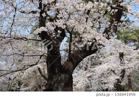 老木に咲くサクラ 老木に咲くサクラ 138841956