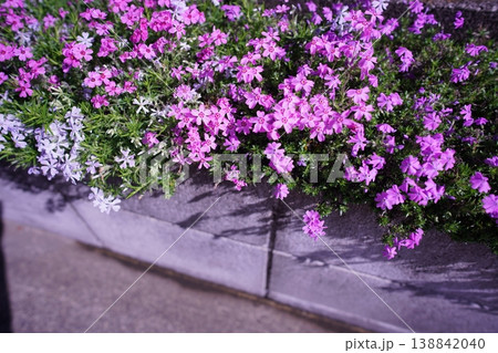満開の芝桜 138842040