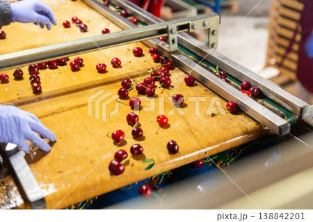 Selecting and sorting berries Selecting and sorting berries 138842201