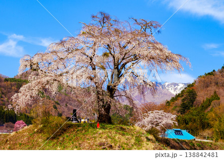 上発地のしだれ桜と武尊山 138842481