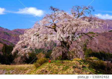 上発地のしだれ桜 138842482