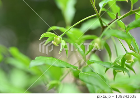 老爺柿(ろうやがき)の花 老爺柿(ろうやがき)の花 138842638