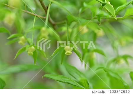 老爺柿(ろうやがき)の花 老爺柿(ろうやがき)の花 138842639