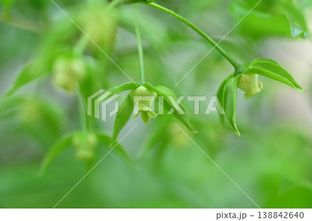 老爺柿（ろうやがき）の花 138842640