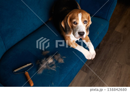 Beagle lying on blue sofa with shed fur and grooming roller, looking at camera.  138842680
