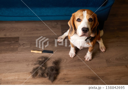 Beagle sitting on wooden floor near pile of shed fur and grooming tool, looking up.  138842695