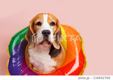 Beagle dog in a colorful inflatable swim ring on a pastel pink background, looking at the camera. Beagle dog in a colorful inflatable swim ring on a pastel pink background, looking at the camera. 138842700