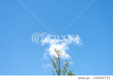 青空と新緑の木の頂部と白い雲 138842715
