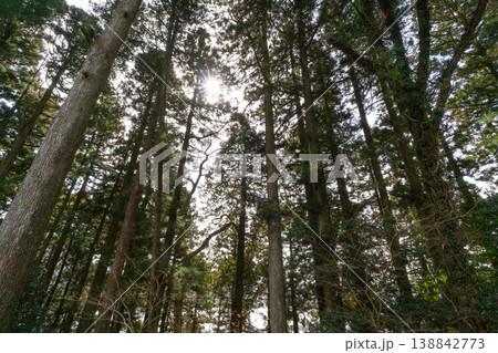 Beautiful forest with tall trees Beautiful forest with tall trees 138842773