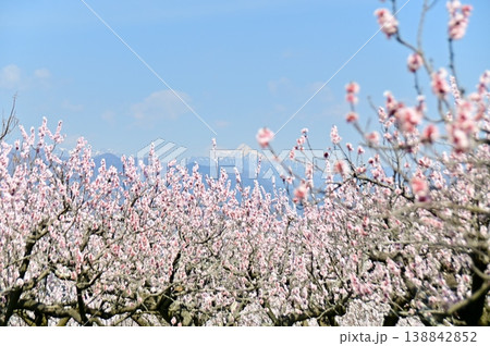 青空と満開のあんずの花 青空と満開のあんずの花 138842852