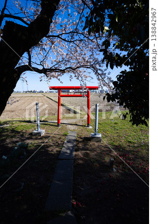 青空に桜咲く春の南宮神社(多賀城市) 青空に桜咲く春の南宮神社(多賀城市) 138842967