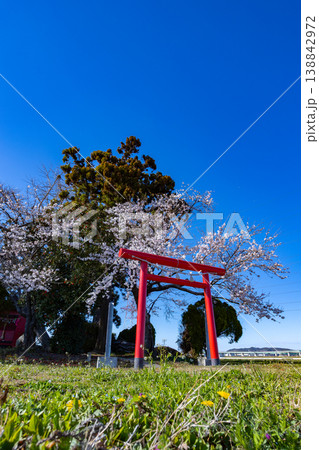 青空に桜咲く春の南宮神社（多賀城市） 138842972