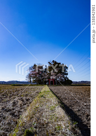 青空に桜咲く春の南宮神社(多賀城市) 青空に桜咲く春の南宮神社(多賀城市) 138842981