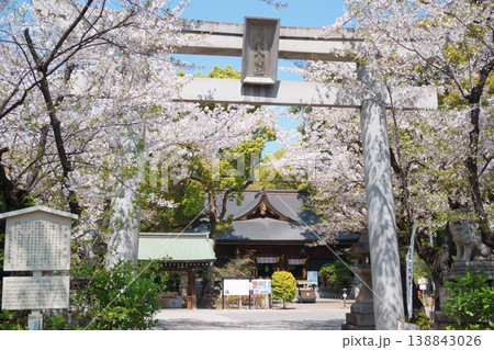 桜が咲く春の若宮八幡社 138843026