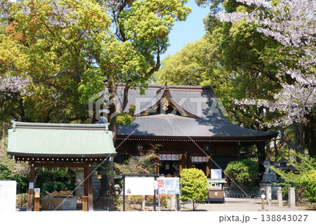 境内に桜が咲く若宮八幡社の本殿 138843027