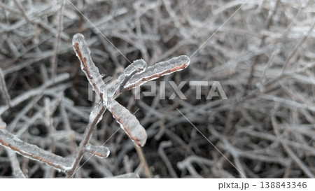 Delicate winter icicle reflecting light on slender branch 138843346