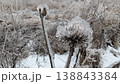 Elegant illustration of thistle with icy glaze and gentle background 138843384