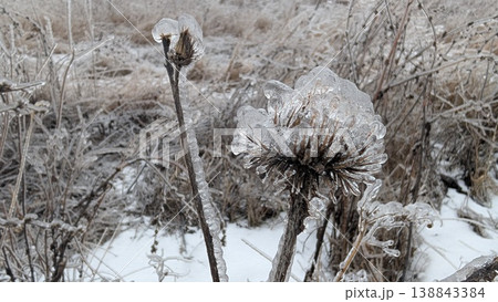 Elegant illustration of thistle with icy glaze and gentle background 138843384