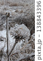 Winter study capturing delicate iceenclosed botanical elements in detail 138843396
