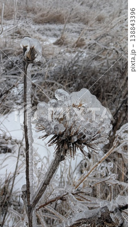 Winter study capturing delicate iceenclosed botanical elements in detail 138843396