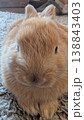 Macro shot of rabbit fur. Intimate view of rabbit whiskers and coat 138843403