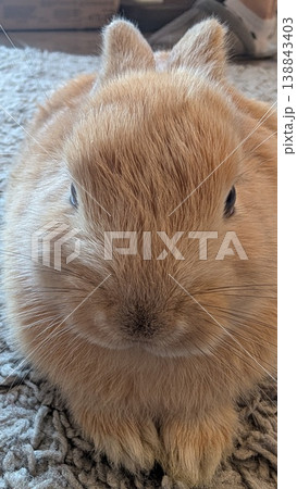 Macro shot of rabbit fur. Intimate view of rabbit whiskers and coat 138843403