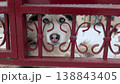 Husky stares through gate. White dog observes with gentle longing 138843405
