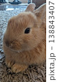 Furry rabbit closeup. Intimate shot of fluffy rabbit details 138843407