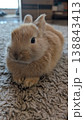 Lively pet bunny exploring indoor environment quietly with keen interest 138843413