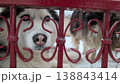 Energetic brown husky presses nose to red fence in lively porch scene 138843414