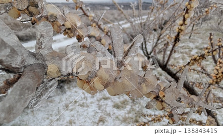 Autumn to winter transition scene with frozen plant debris and moist soil Autumn to winter transition scene with frozen plant debris and moist soil 138843415