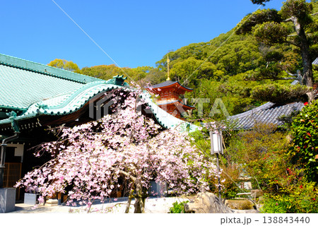 神戸・須磨寺本坊の枝垂れ桜と三重塔 神戸・須磨寺本坊の枝垂れ桜と三重塔 138843440
