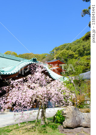 神戸・須磨寺本坊の枝垂れ桜と三重塔 神戸・須磨寺本坊の枝垂れ桜と三重塔 138843441