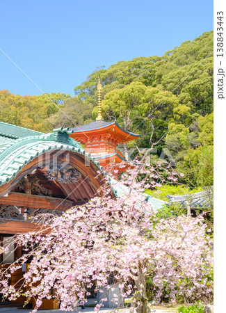 神戸・須磨寺本坊の枝垂れ桜と三重塔 138843443