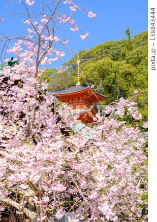 神戸・須磨寺本坊の枝垂れ桜と三重塔 138843444