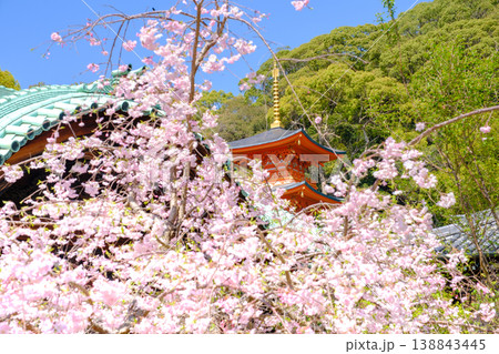 神戸・須磨寺本坊の枝垂れ桜と三重塔 138843445